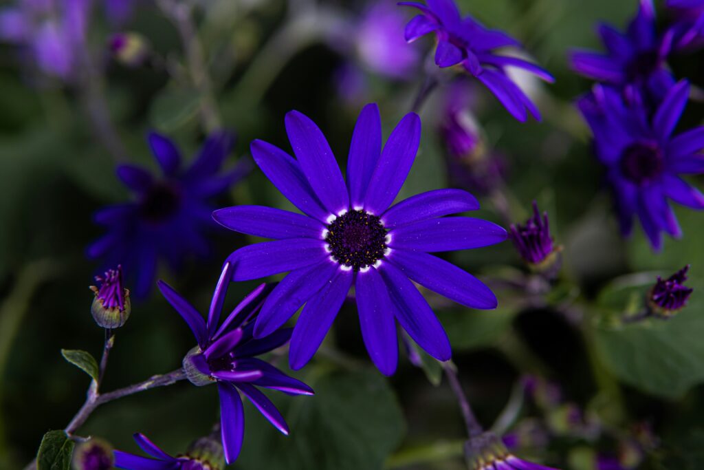 Comment fabriquer des fleurs séchées soi-même ?