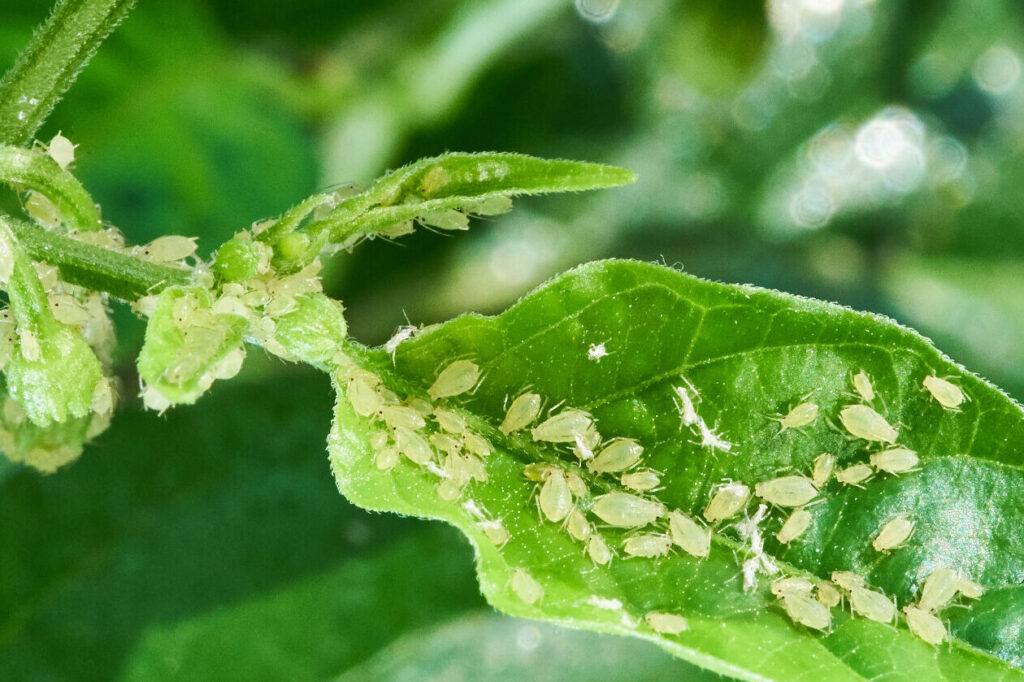Comment se débarrasser des pucerons de manière naturelle ?