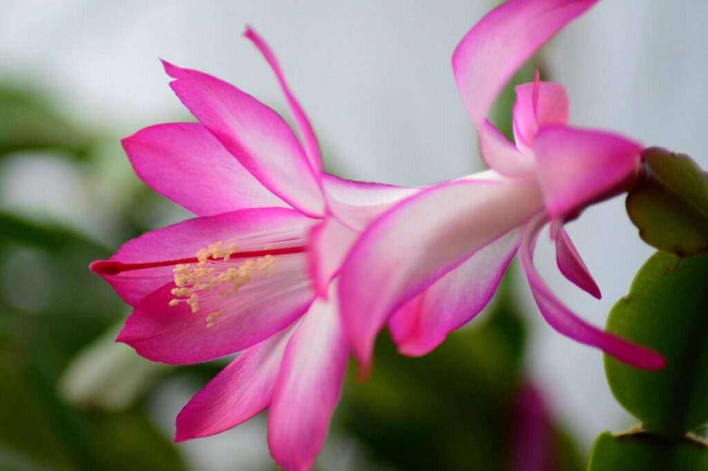 Comment prendre soin de votre cactus de Noël pour une floraison optimale ?