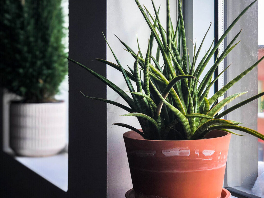 Comment prendre soin de votre plante exotique pour un intérieur tropical ?