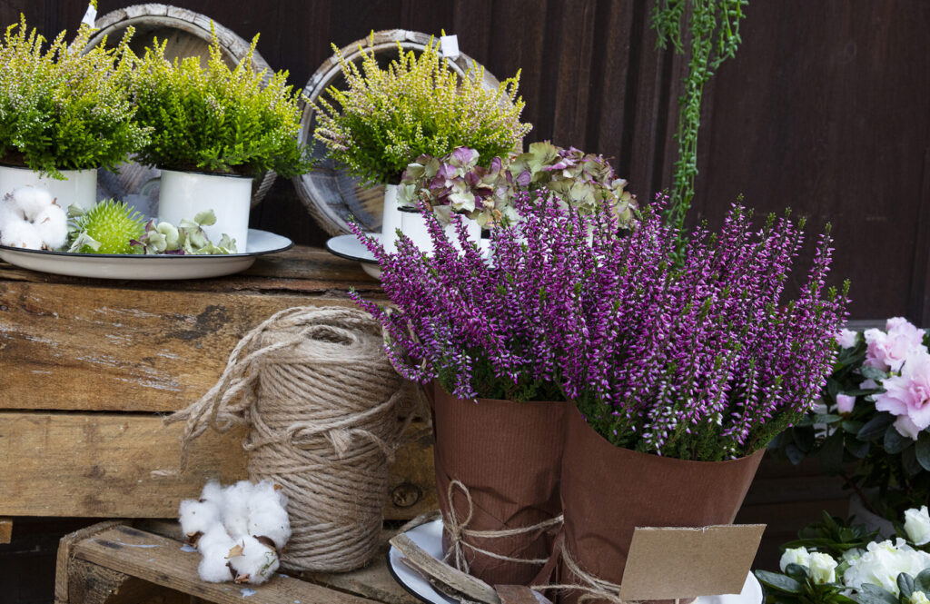 Comment prendre soin de votre bruyère d&rsquo;hiver pour un jardin coloré toute l&rsquo;année ?
