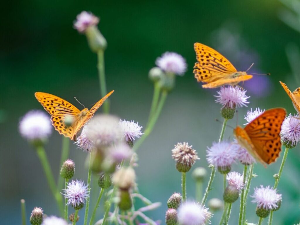 Fleur papillon : comment attirer ces beautés dans votre jardin ?