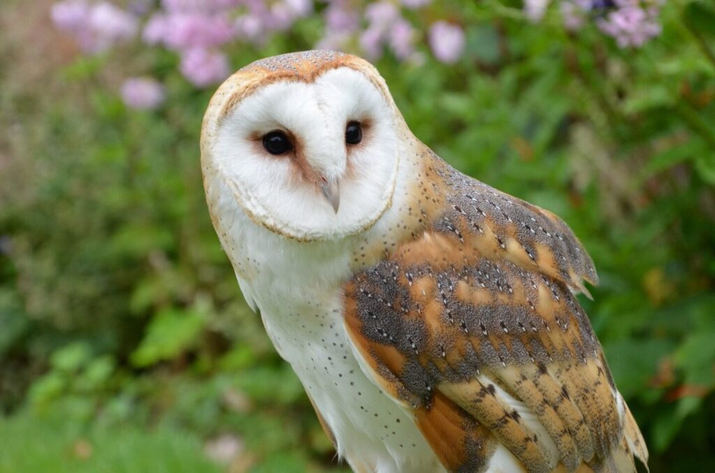 Pourquoi le hibou porte bonheur ?