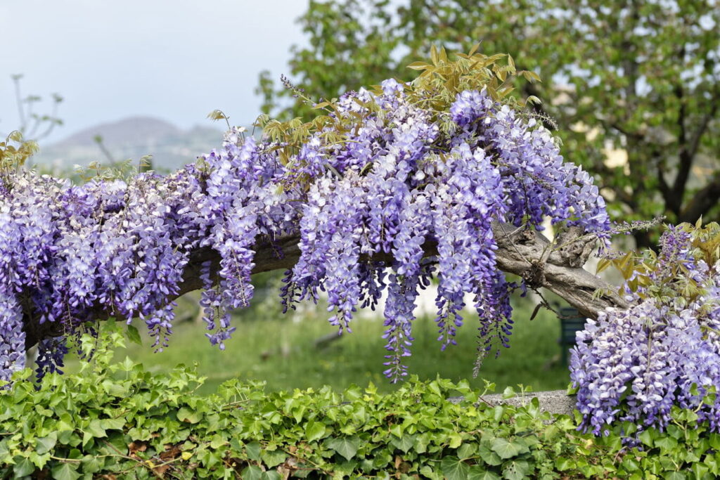 Quelle est la fleur du mois de juin à planter dans votre jardin ?
