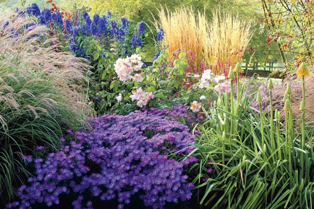 Aster fleurs : comment les cultiver et les soigner dans votre jardin ?