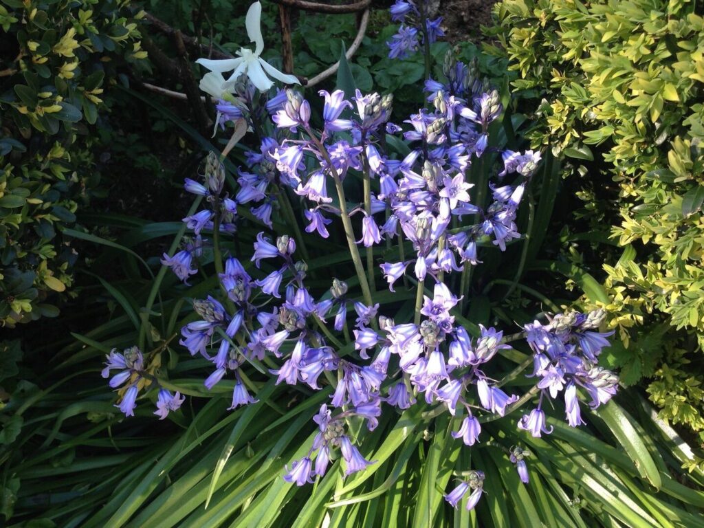 Fleur du sud : quelle est cette plante qui fascine tant les jardiniers ?