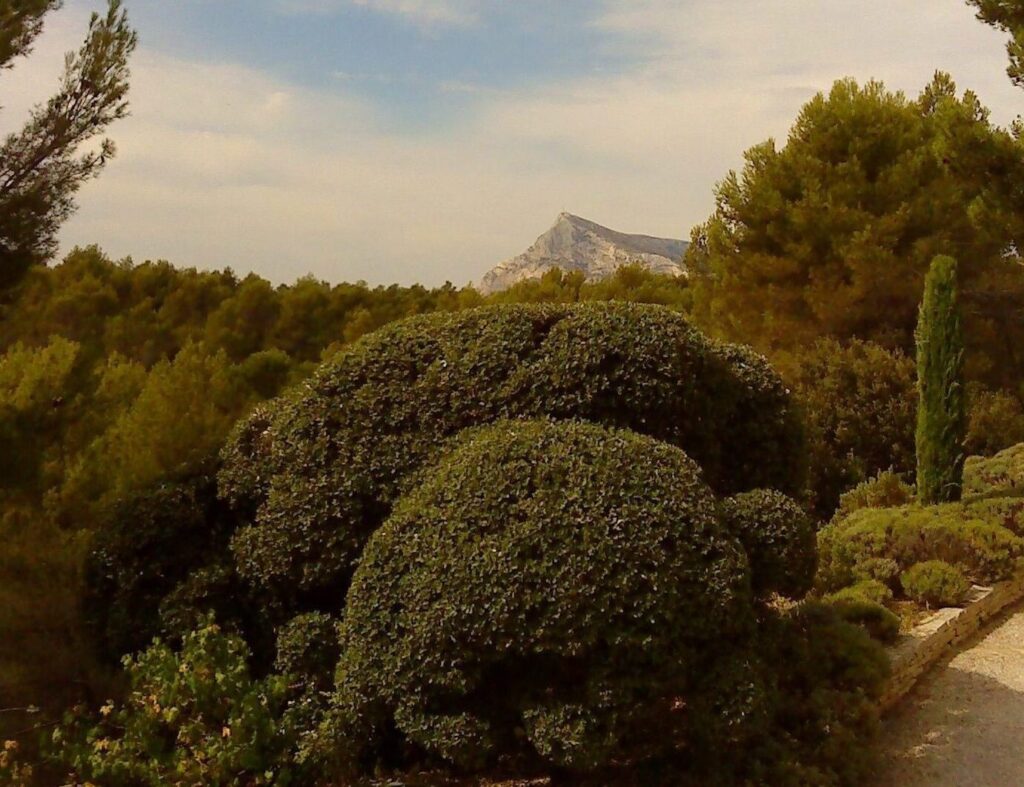 Arbre nuage : l&rsquo;art topiaire pour sublimer votre jardin