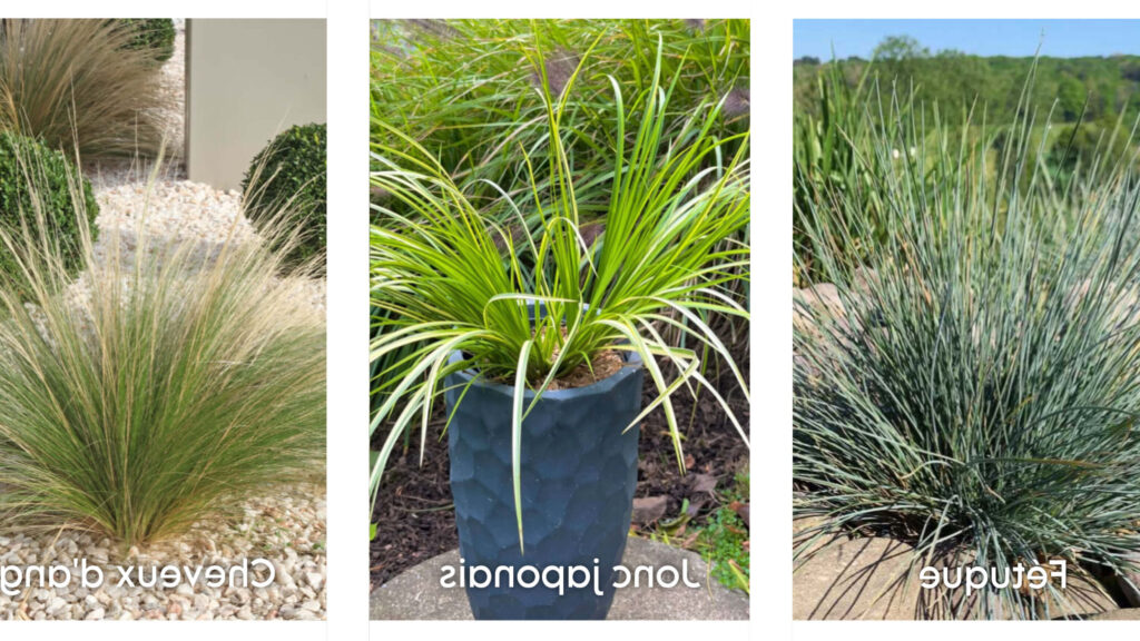 Comment choisir les meilleures graminées pour embellir votre jardin ?