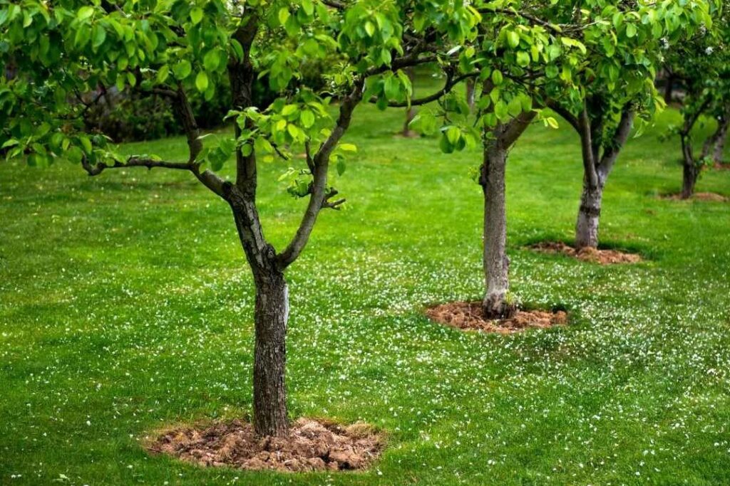 Comment choisir et entretenir un arbuste fruitier pour votre jardin ?