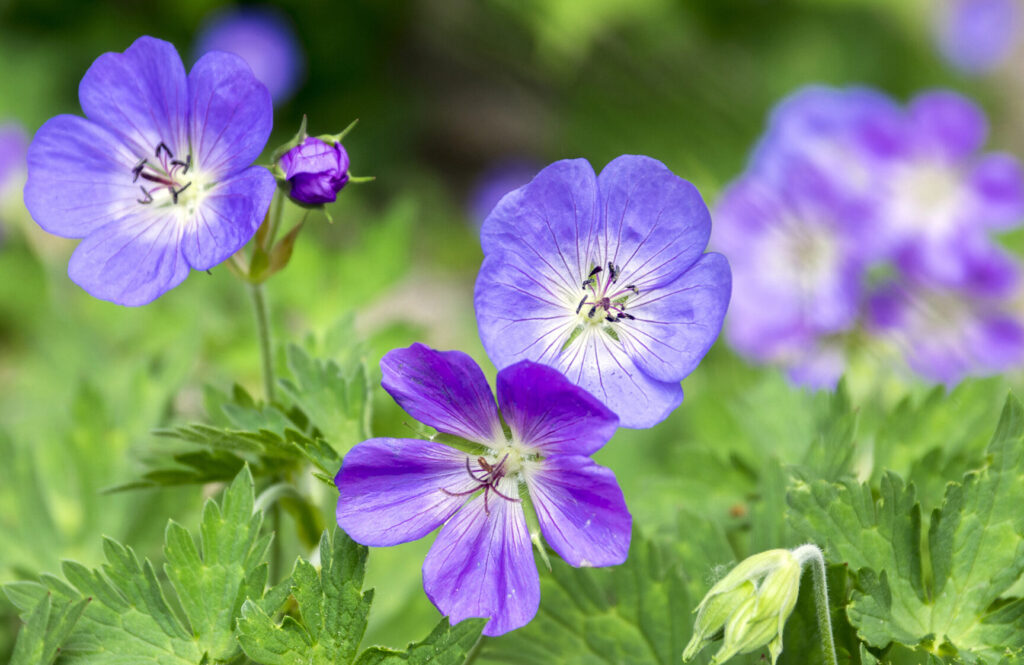 Geranium vivace à longue floraison : comment choisir et entretenir ?