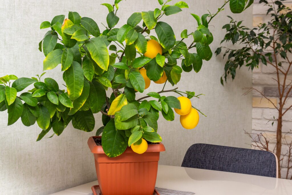 Comment prendre soin de son citronnier en pot toute l&rsquo;année ?