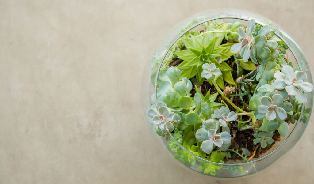 5 étapes simples pour créer votre terrarium de plantes grasses à la maison