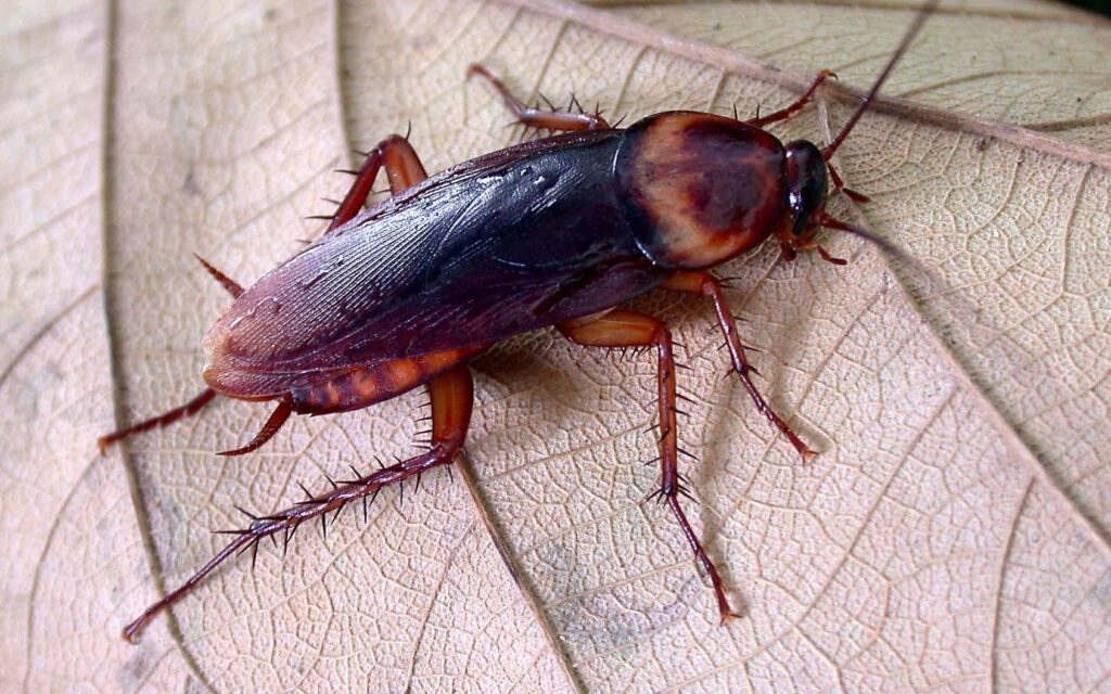 Gros plan sur une blatte américaine permettant d'identifier ses caractéristiques distinctives