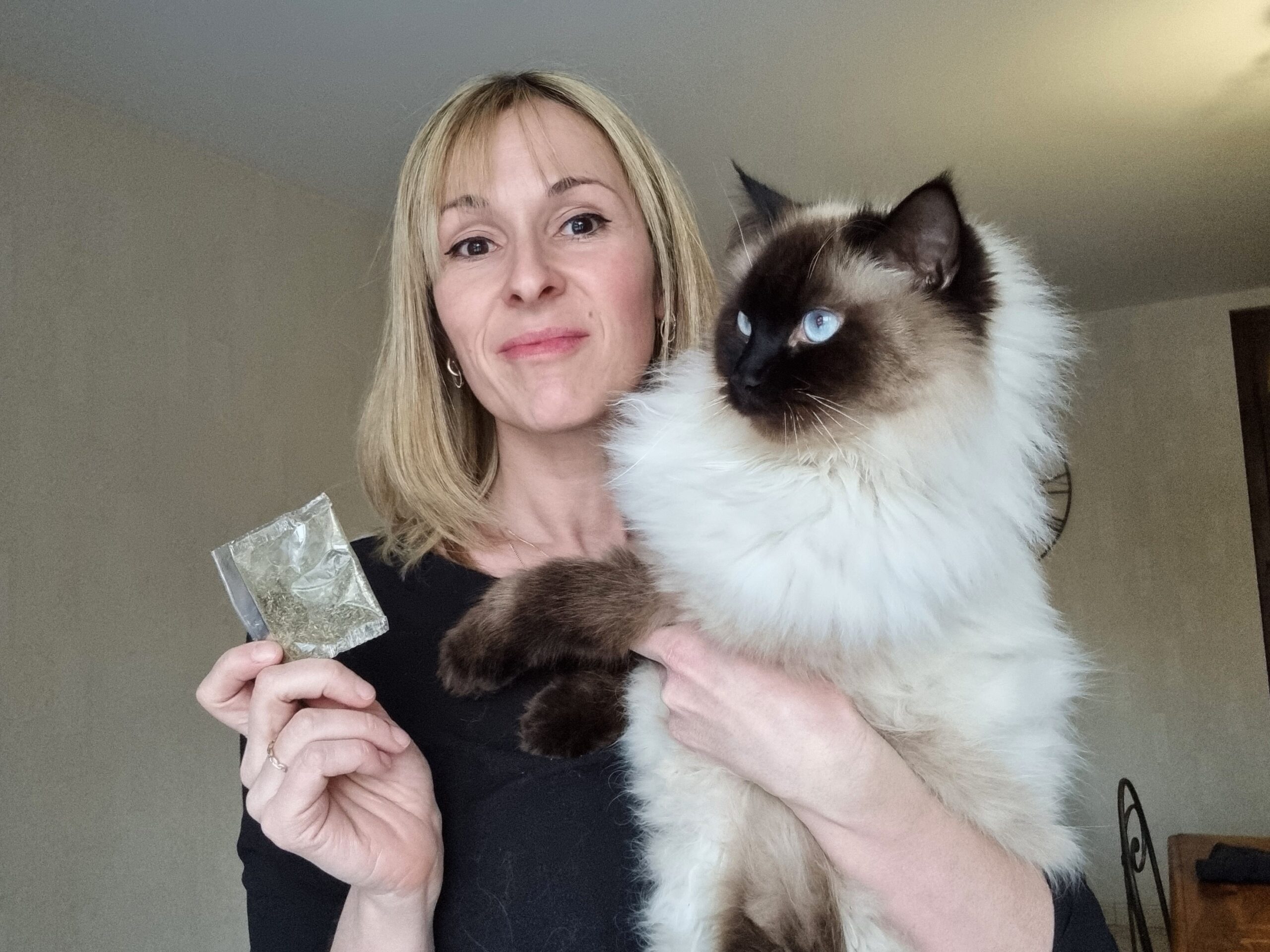 Chat découvrant l'herbe à chat