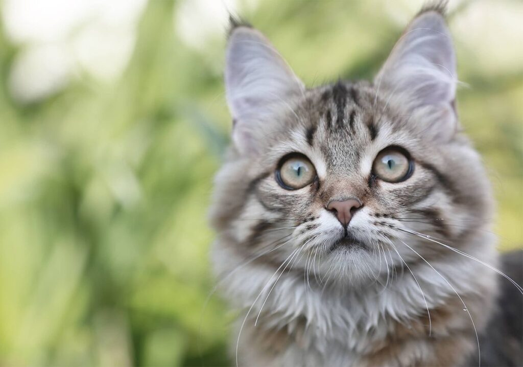 Un chat reniflant un pot d’herbe à chat, curieux de ses effets apaisants.