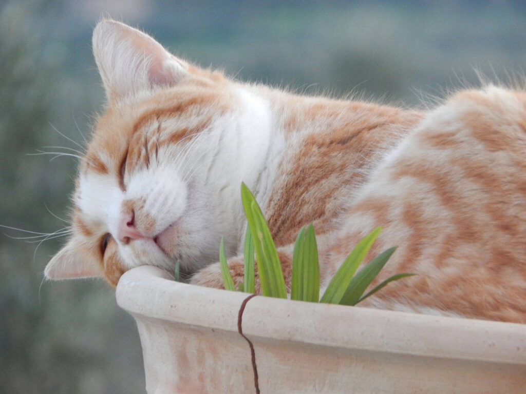 Un chat en train de sentir et mâcher de l'herbe à chat, captivé par son effet stimulant.
