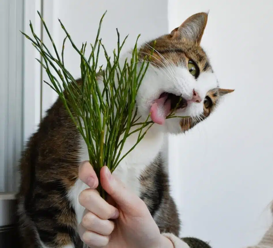 Chat jouant avec de l'herbe à chat