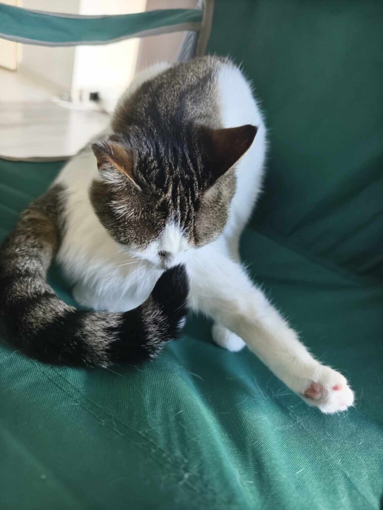 Un chat tigré remuant la queue, révélant son état émotionnel et son langage corporel.