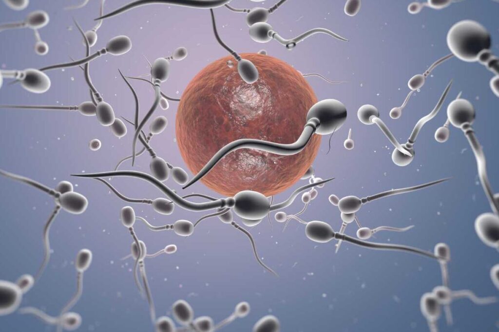 Combien de temps le sperm se recharge vraiment ?