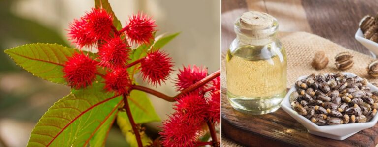 Comment utiliser l'huile de ricin pour les cheveux et la peau