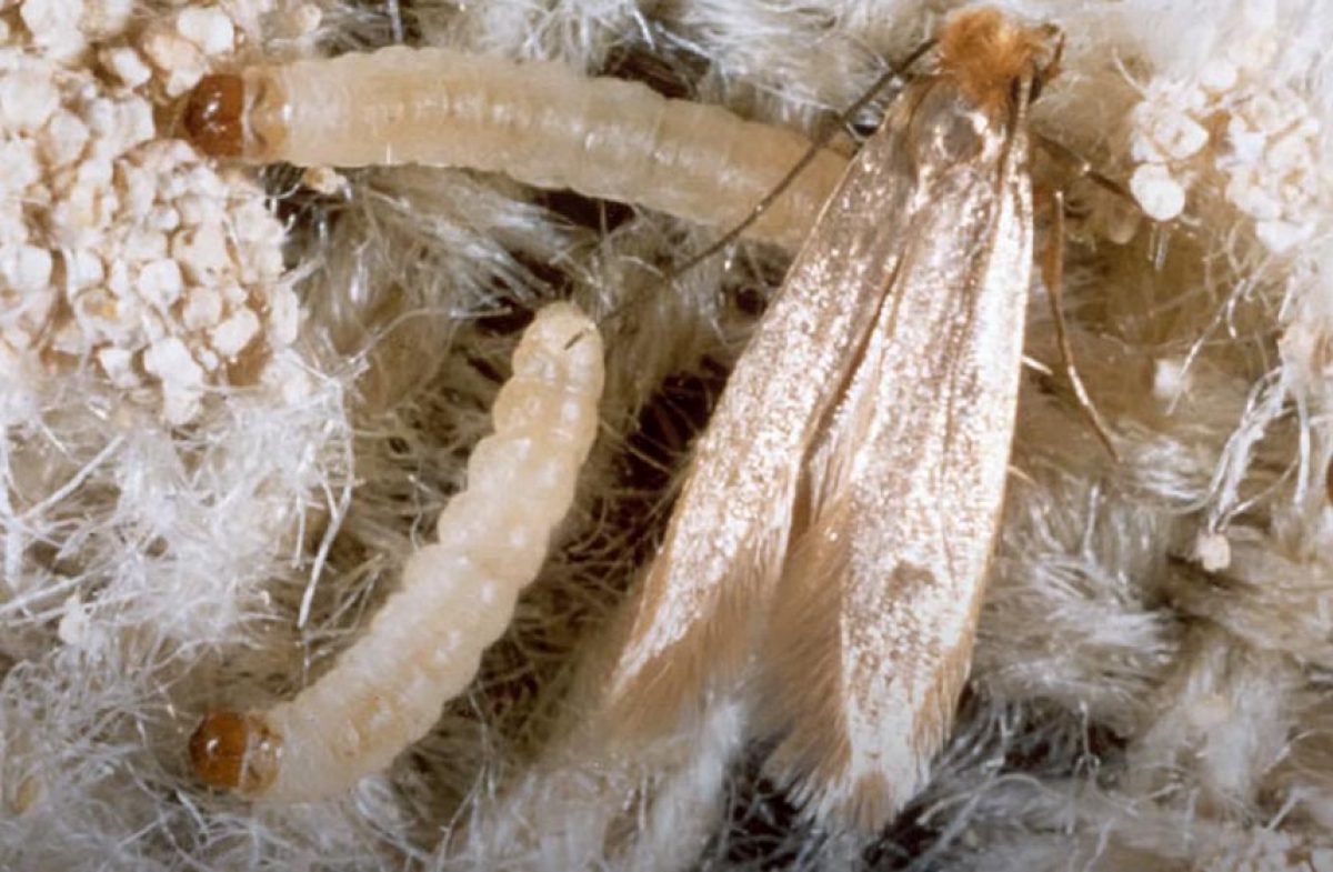 Mites textiles sur un vêtement