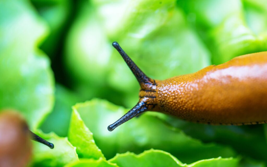 Gros plan sur une limace dans son habitat naturel, illustrant son rôle dans l'écosystème.