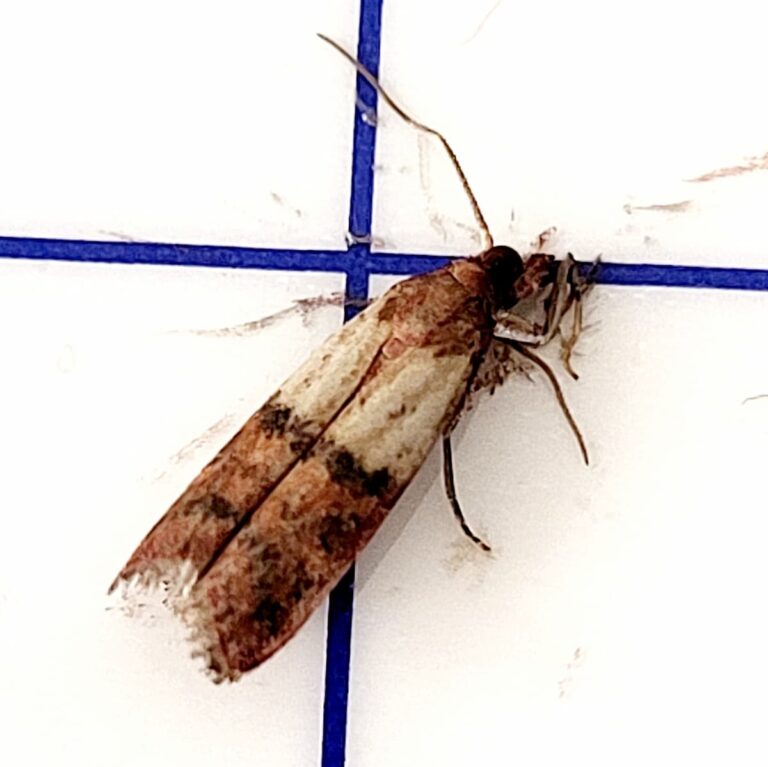Comparaison entre une mite textile et un papillon de nuit pour bien les différencier