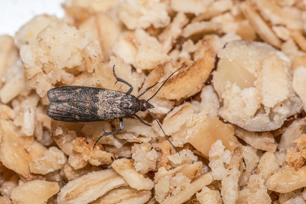 Gros plan sur une mite posée sur une surface, signe d'une potentielle infestation.
