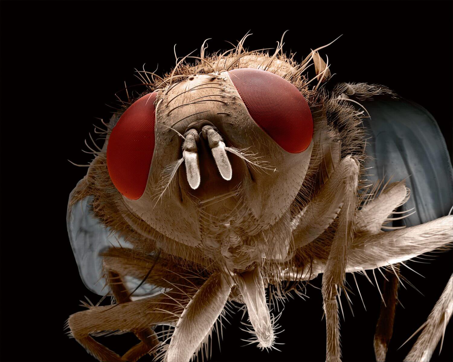 Mouche domestique dans la nature