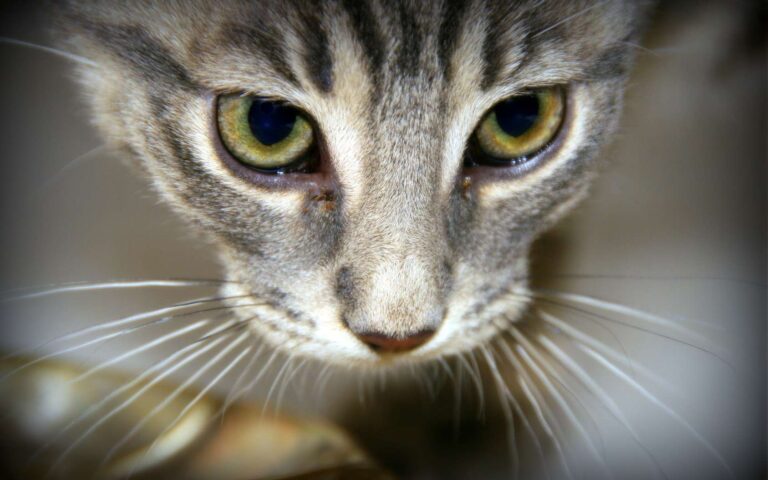 Gros plan sur les moustaches d'un chat, essentielles pour son équilibre et sa perception de l'environnement