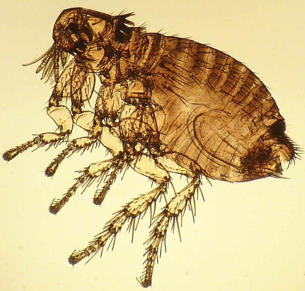 Gros plan sur un chien infesté de puces, illustrant les signes d'une infestation.