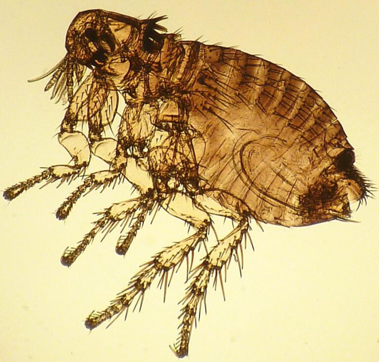 Gros plan sur un chien infesté de puces, illustrant les signes d'une infestation.