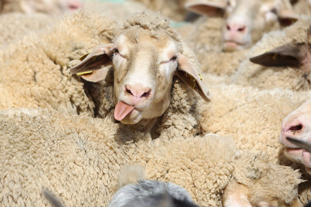 Combien de moutons je vaux ?
