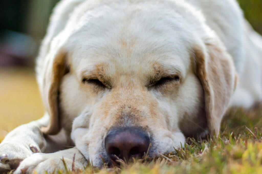 Comment savoir si c’est la fin pour un chien ?