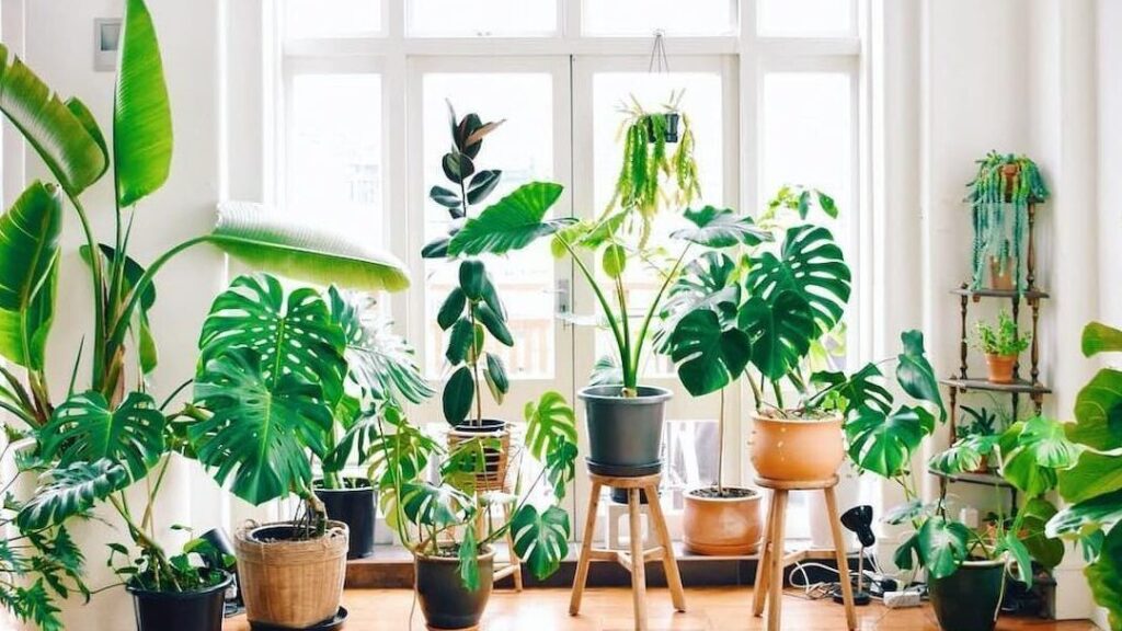 Quelle grande plante d’intérieur choisir pour sublimer votre espace de vie ?