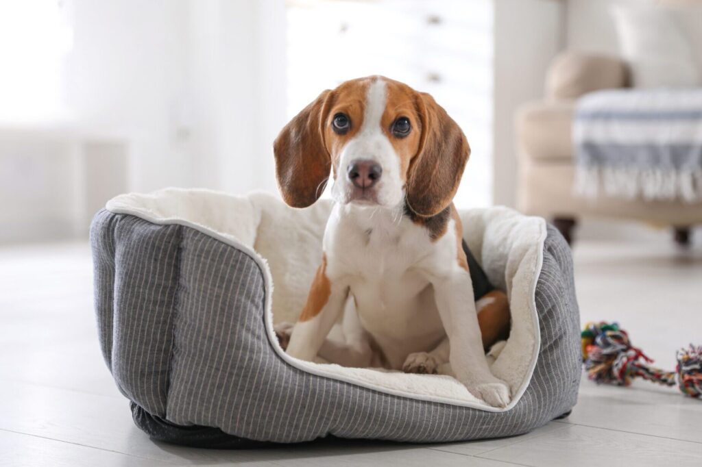 Combien de temps un chien peut rester sans uriner ?