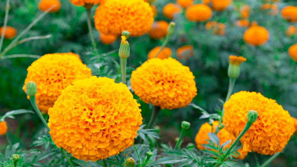 Quelle est la signification cachée derrière la fleur de juillet ?