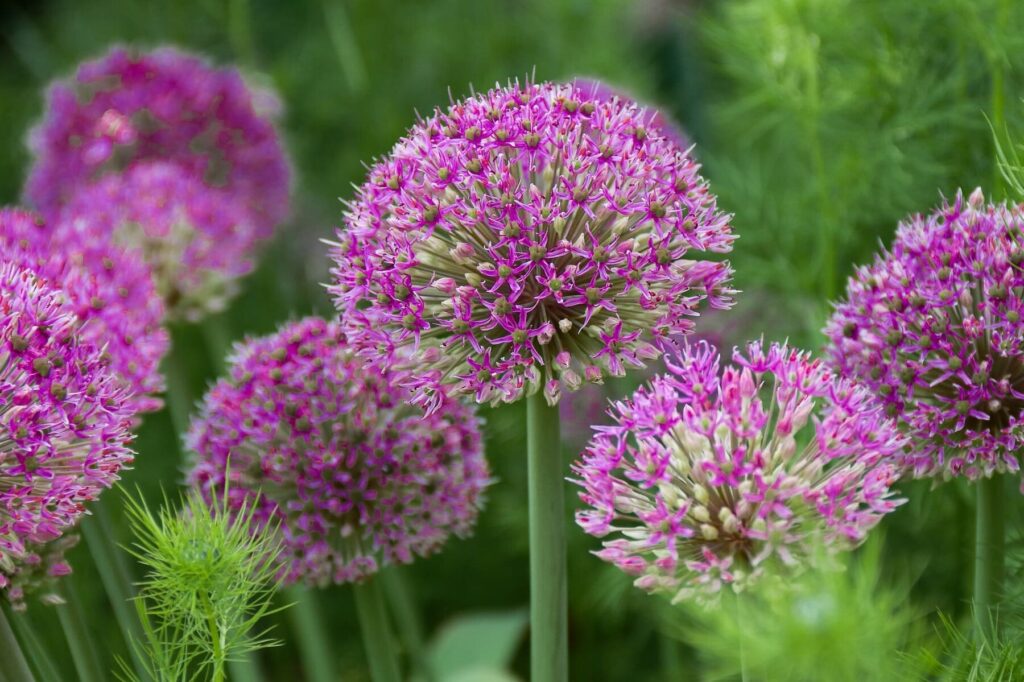 Quelles sont les meilleures fleurs de printemps vivaces à planter dans votre jardin ?