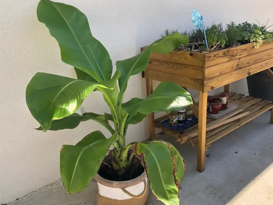 Comment entretenir un bananier en intérieur pour une touche exotique à la maison ?