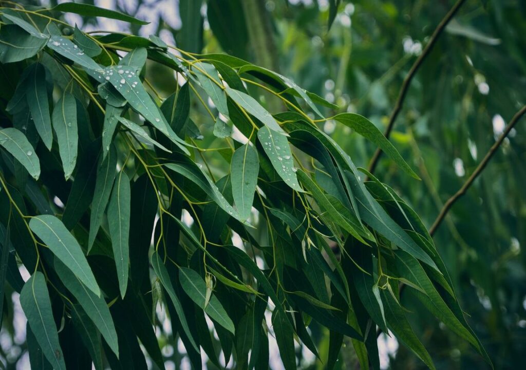Comment utiliser la feuille d’eucalyptus pour votre bien-être ?