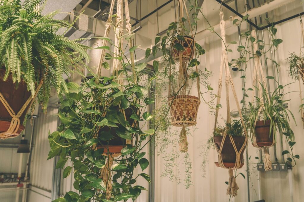 Comment choisir la parfaite plante pendante pour votre intérieur ?