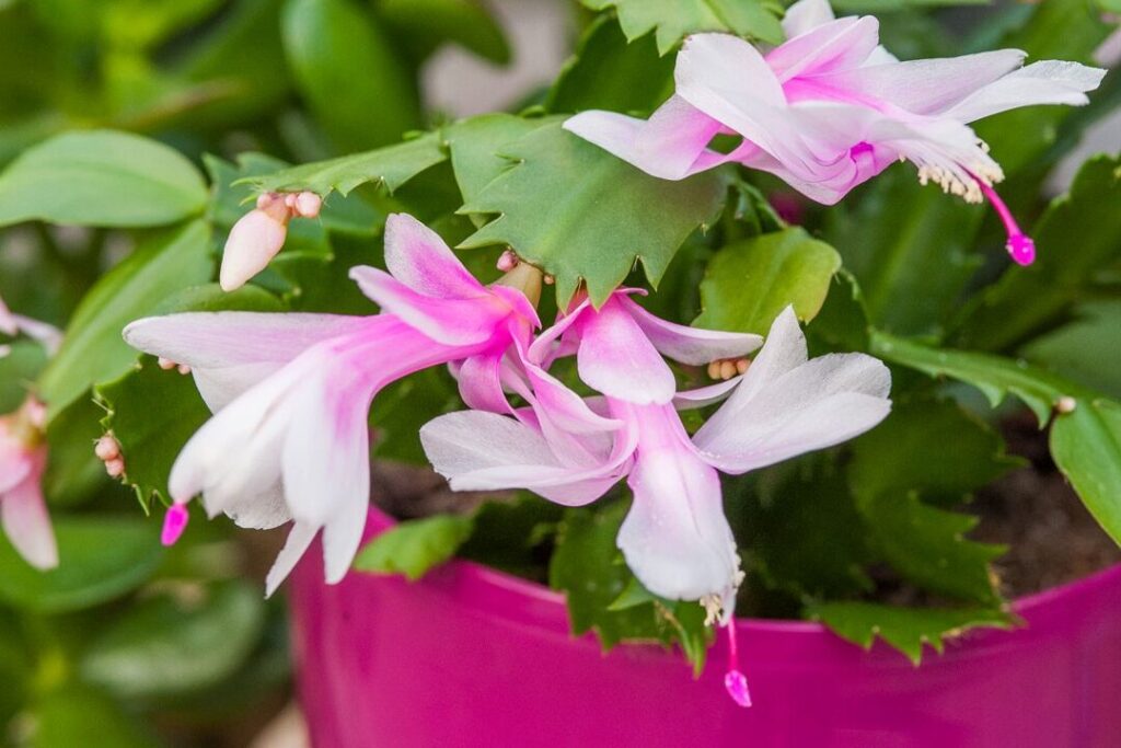 Comment prendre soin de votre cactus de Noël pour une floraison éclatante ?