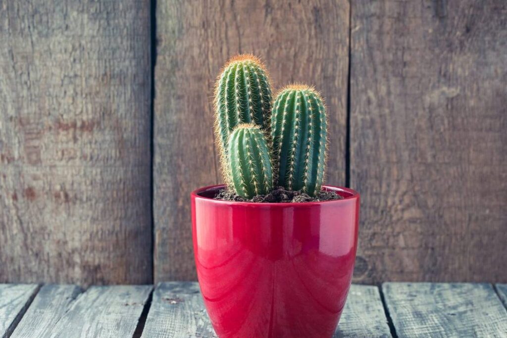 Cactus deco : comment intégrer les plantes désertiques dans votre intérieur ?