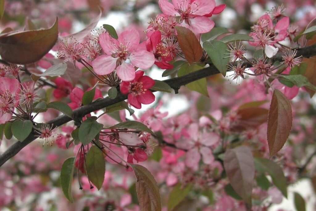 Malus coccinella : comment cet insecte affecte-t-il votre jardin ?